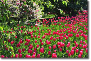 花卉雜片植物園與網(wǎng)絡技術(shù)開發(fā)的融合創(chuàng)新